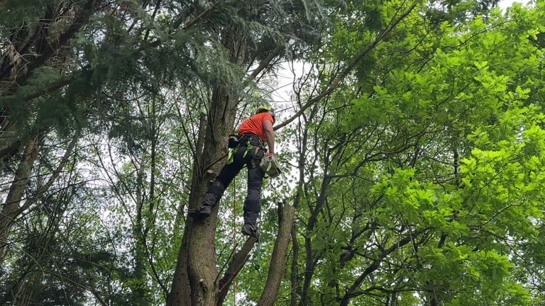 Best Tree and Shrub Care  in Beaver Dam Lake, NY